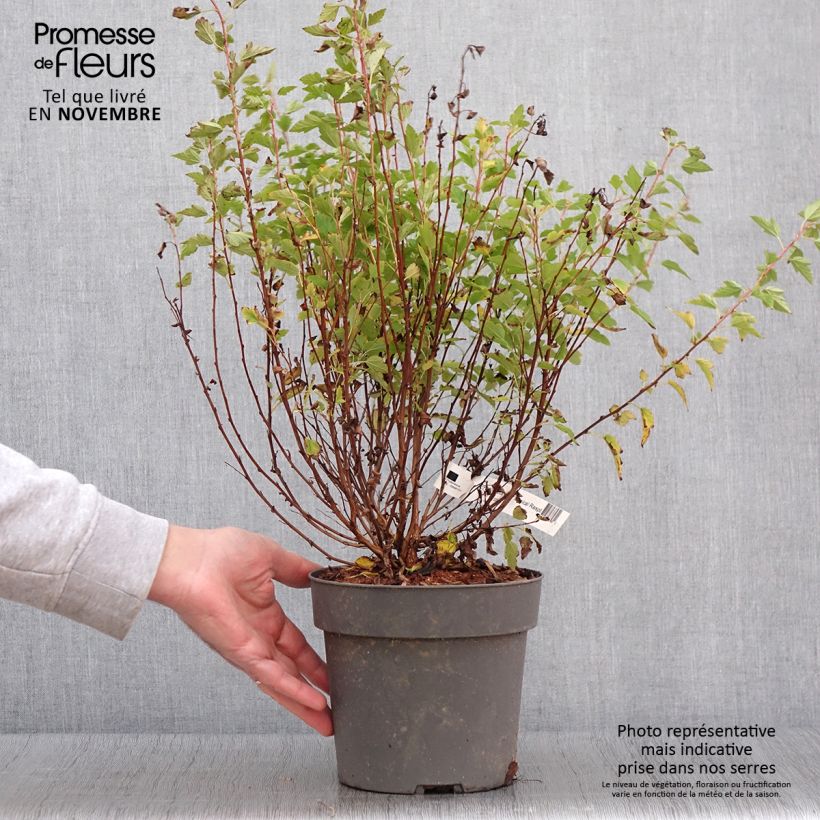 Ejemplar de Physocarpus Opulifolius Raspberry Lemonade 'ZLEYel2' - Physocarpe à feuilles d'obier - Pot de 3L/4L entregado en otoño