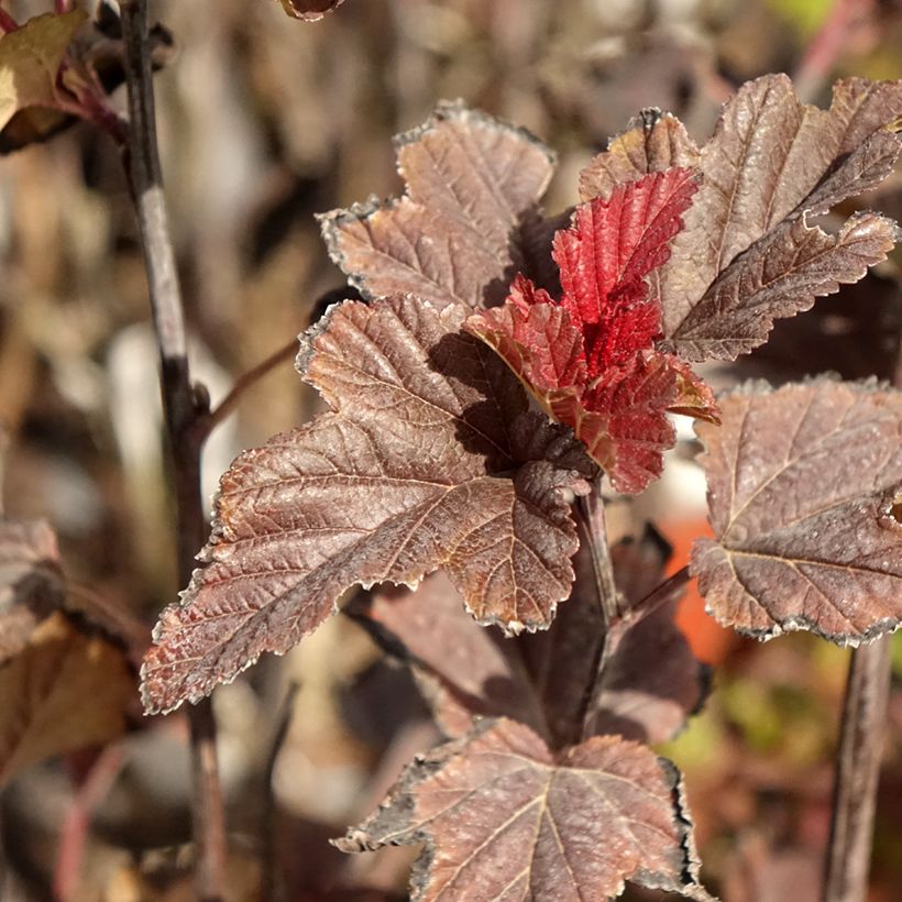 Physocarpus opulifolius Red Baron (Follaje)