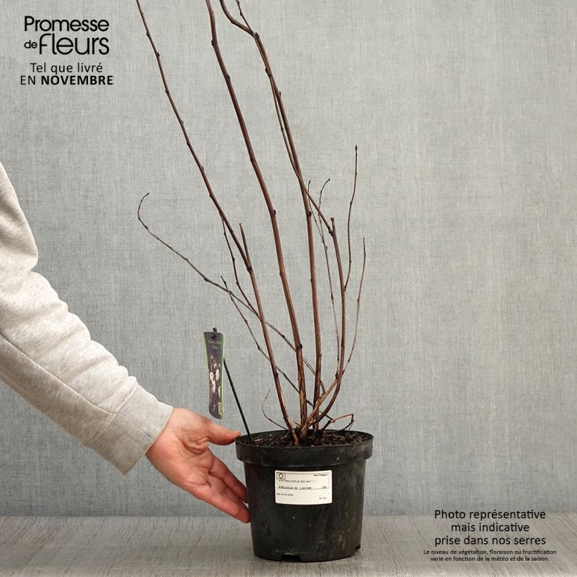 Ejemplar de Physocarpus opulifolius Red Baron - Physocarpe à feuille d'obier Pot de 2L/3L entregado en otoño