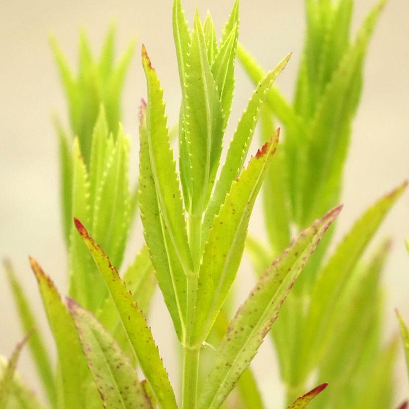 Physostegia virginiana Red Beauty (Follaje)