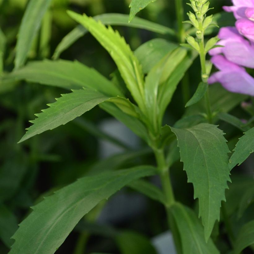 Physostegia virginiana Vivid (Follaje)