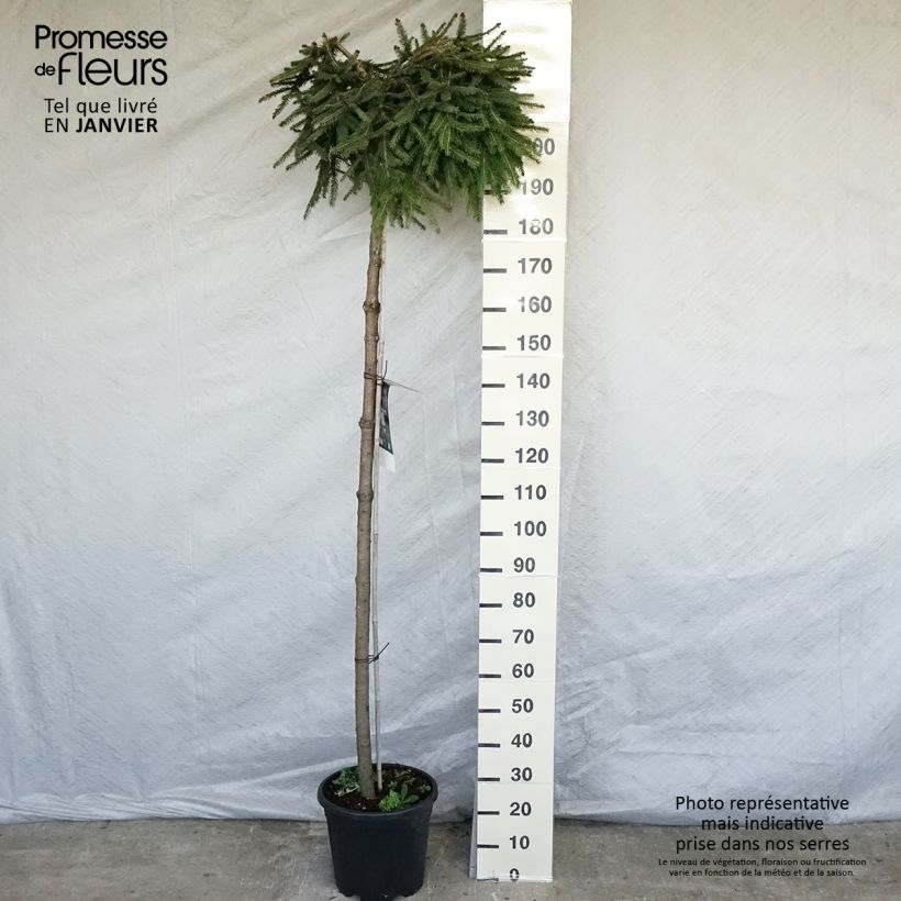 Picea abies Frohburg - Epicea pleureur  Pot de 20L Ejemplar entregado en invierno