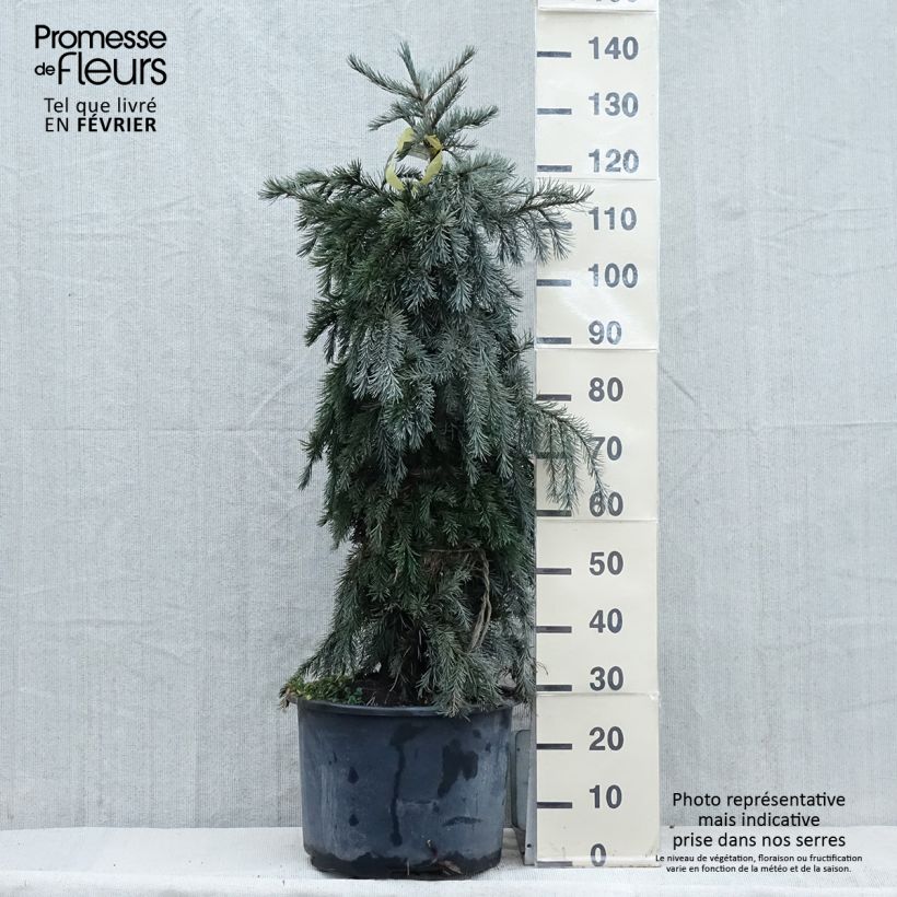 Picea breweriana Ejemplar entregado en invierno