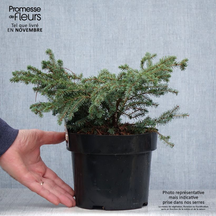 Ejemplar de Picea mariana Nana - Epinette noire                               Pot de 2L/3L entregado en otoño