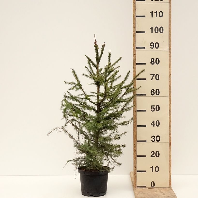 Picea omorika - Pícea de Serbia Maceta 3L/4LAltura de entrega aprox. 50/60cm Ejemplar entregado en invierno