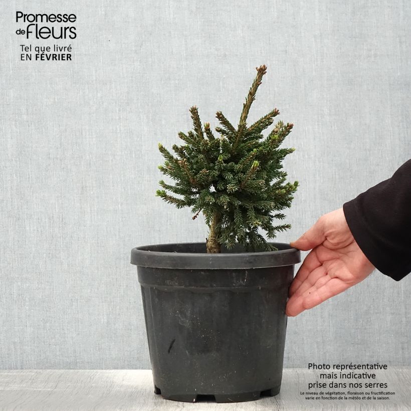 Picea orientalis Barnes - Sapinette d'Orient Pot de 3L/4L Ejemplar entregado en invierno