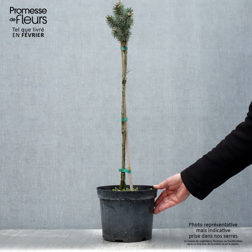 Picea pungens Brynek - Epicea bleu Pot de 4L/5L Tige Ejemplar entregado en invierno