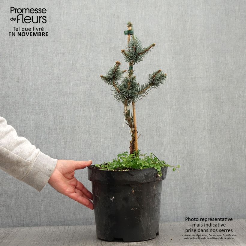 Ejemplar de Picea pungens Iseli Foxtail - Epicea bleu Pot de 3L/4L entregado en otoño