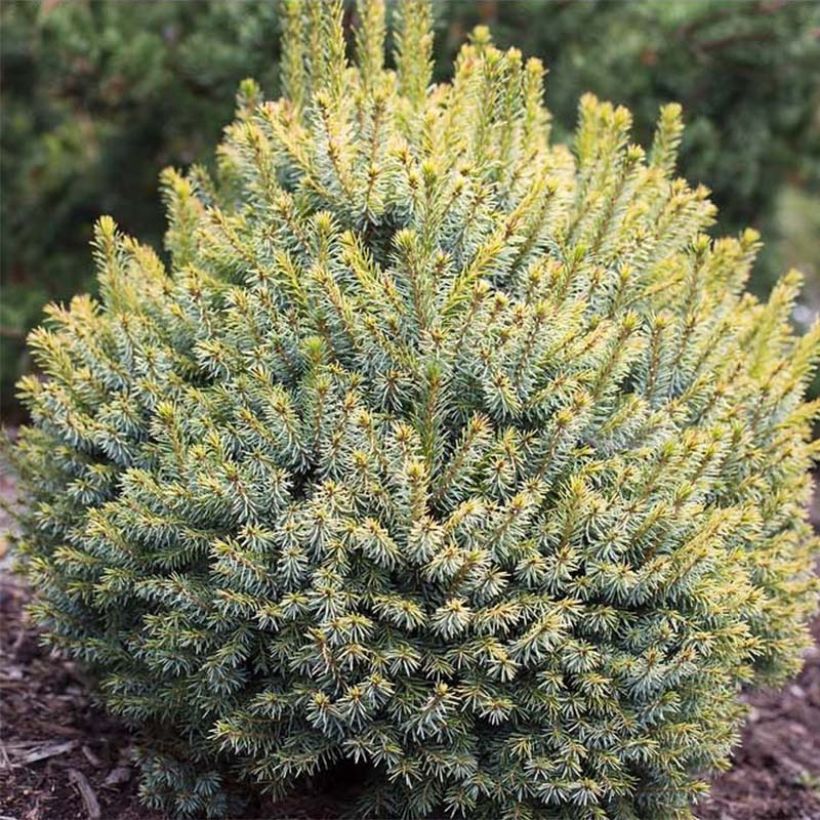 Picea sitchensis Midget - Pícea de Sitka (Follaje)