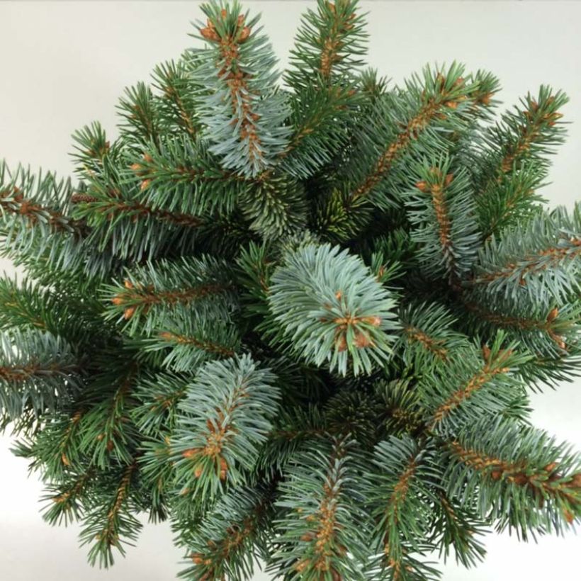 Picea sitchensis Silberzwerg - Pícea de Sitka (Follaje)