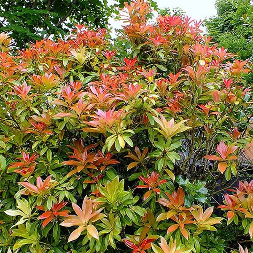 Pieris japonica Forest Flame - Andrómeda (Porte)