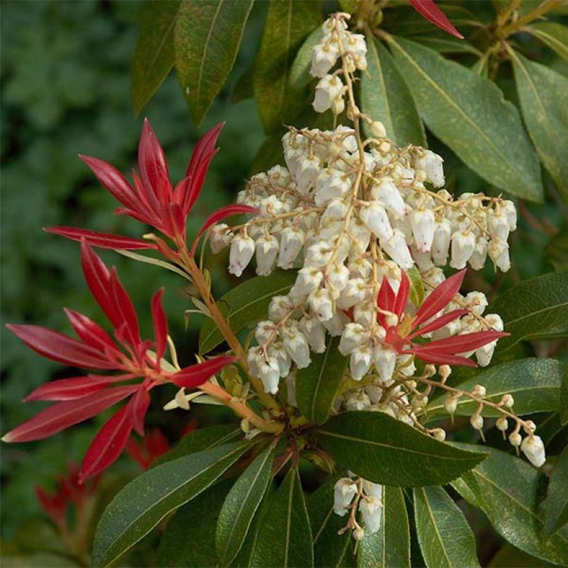 Pieris japonica Forest Flame - Andrómeda (Floración)