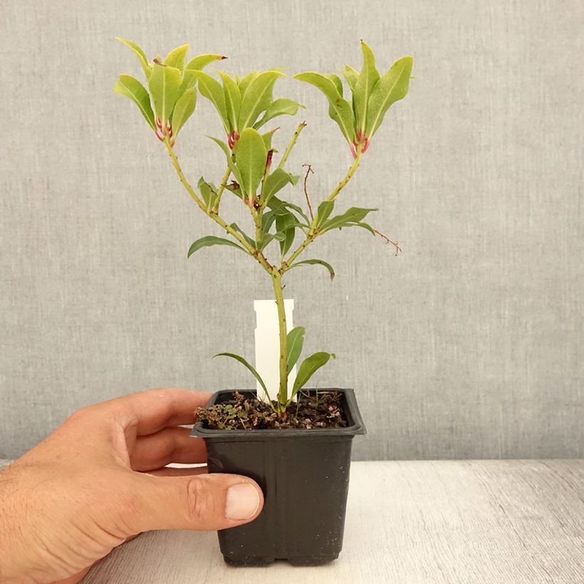 Ejemplar de Pieris japonica Forest Flame en godet de 9cm entregado en verano