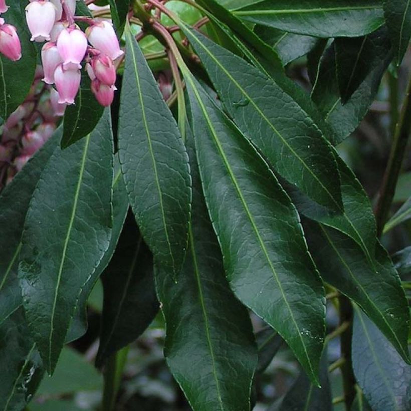 Pieris japonica Pink passion - Andrómeda (Follaje)