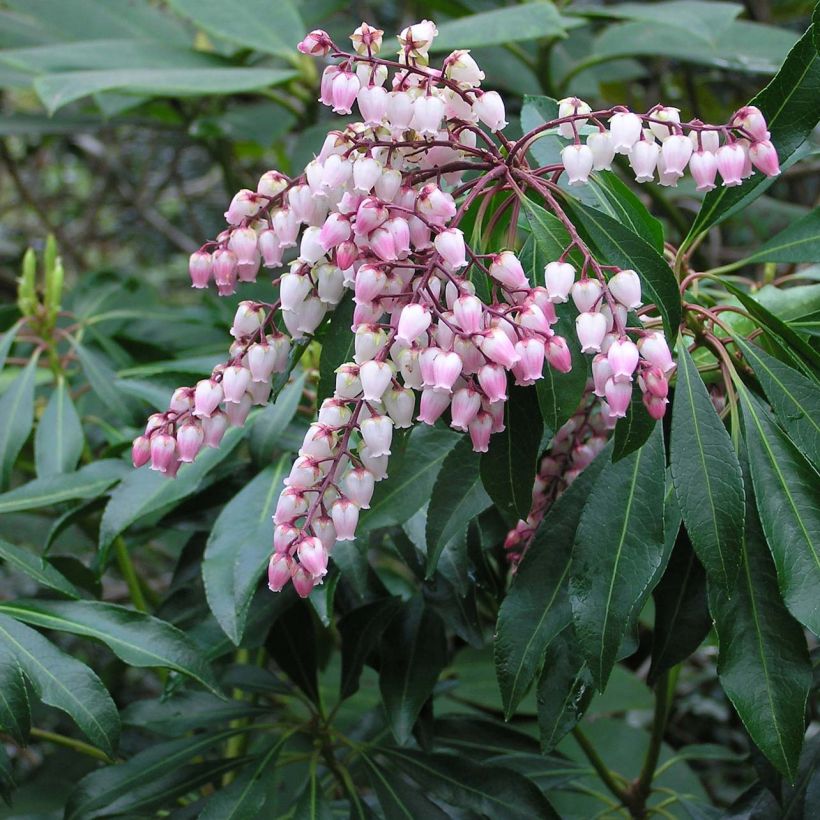 Pieris japonica Pink passion - Andrómeda (Floración)