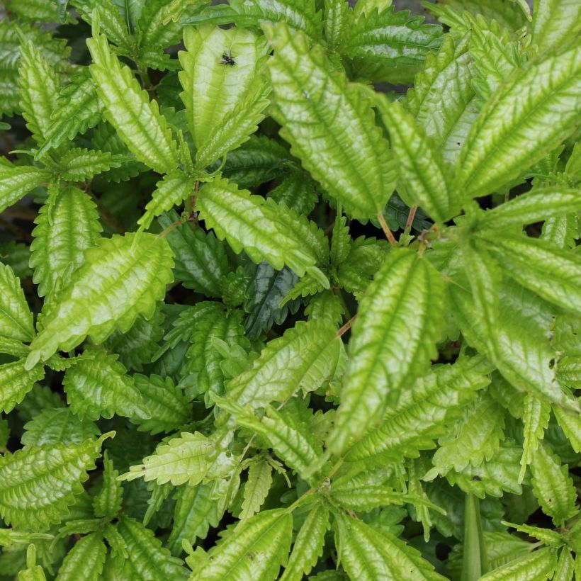 Pilea matsudai Taiwan Silver (Follaje)