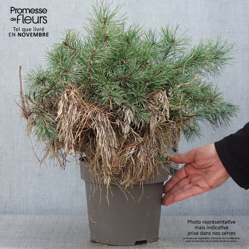 Ejemplar de Pin à crochets ou Pin de Briançon - Pinus uncinata - Pot de 4L/5L entregado en otoño