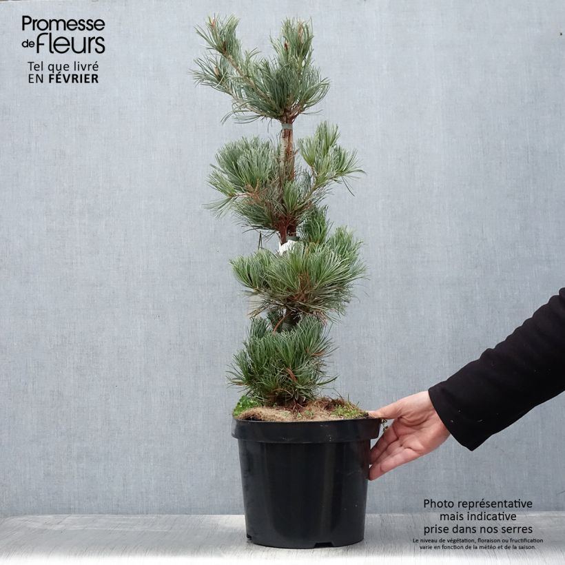 Pin blanc des japonais - Pinus parviflora Tempelhof Pot de 7,5L/10L Ejemplar entregado en invierno