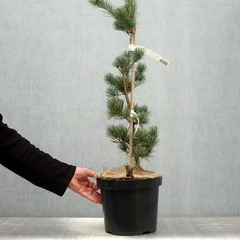 Pino blanco japonés Tempelhof - Pinus parviflora Maceta 7,5L/10LAltura de entrega aprox. 60/80cm Ejemplar entregado en la primavera