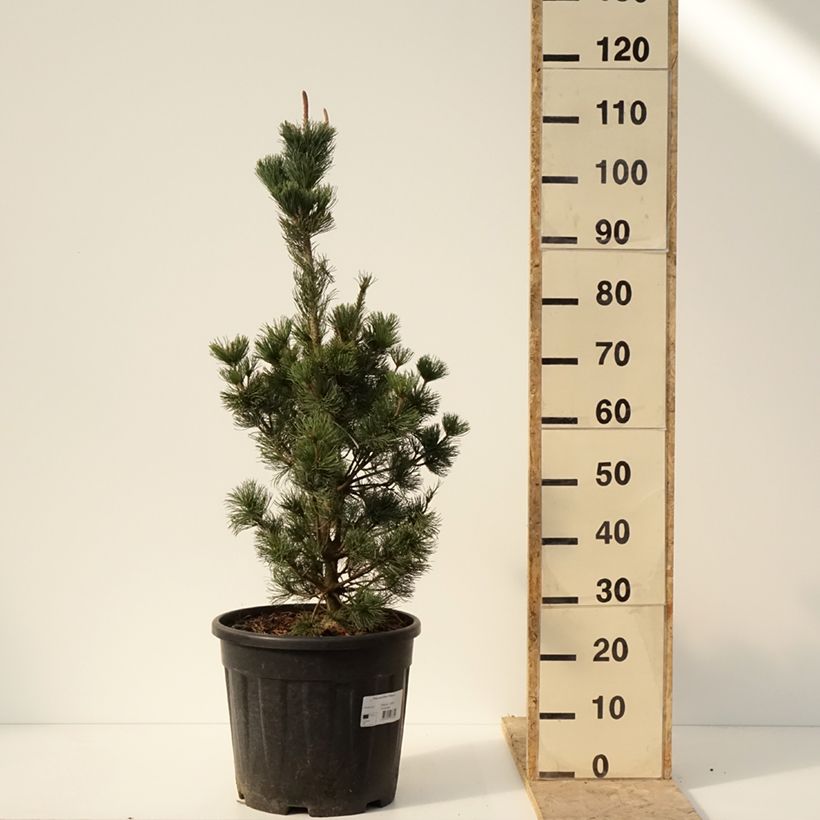 Pino blanco japonés Iribune - Pinus parviflora Maceta 18L/20LAltura de entrega aprox. 60/70cm Ejemplar entregado en invierno