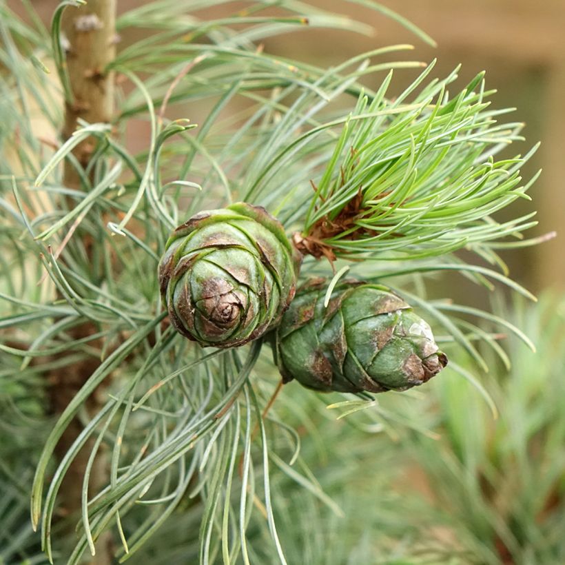 Pino blanco japonés Bergman - Pinus parviflora (Cosecha)