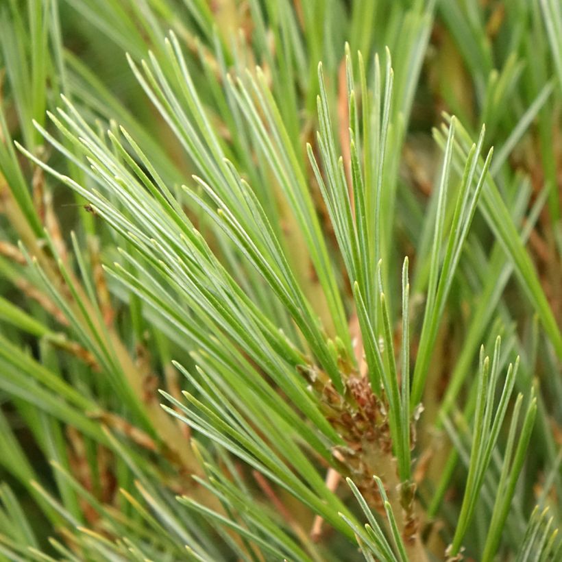 Pino azul del Himalaya​ - Pinus wallichiana Densa Hill (Follaje)