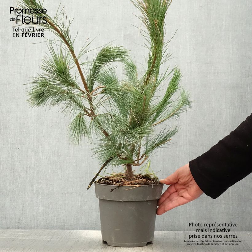 Pin de l'Himalaya - Pinus wallichiana Densa Hill - Pot de 3L/4L Ejemplar entregado en invierno