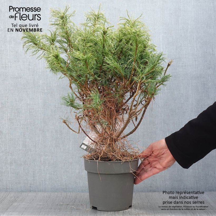 Ejemplar de Pin de Weymouth nain - Pinus strobus Green Twist - Pot de 2L/3L entregado en otoño