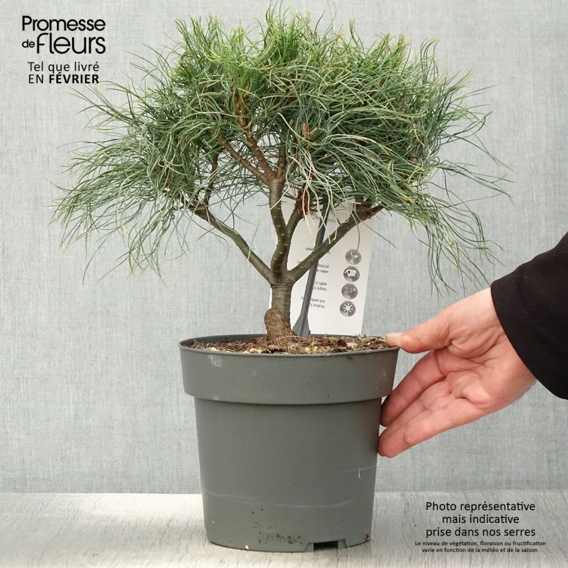 Pin de Weymouth nain - Pinus strobus Green Twist - Pot de 2L/3L Ejemplar entregado en invierno