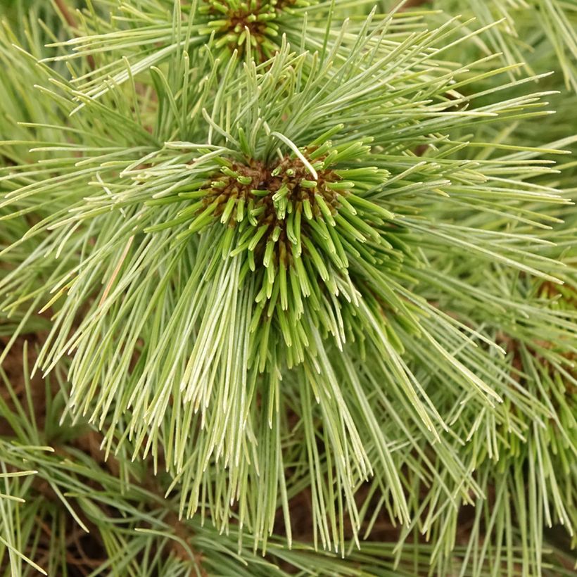 Pino de Weymouth Mary Butler - Pinus strobus (Follaje)