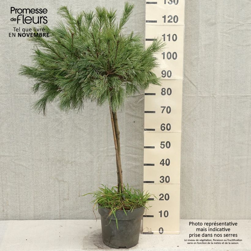 Ejemplar de Pin de Weymouth nain - Pinus strobus Mary Butler - Pot de 7,5L/10L entregado en otoño