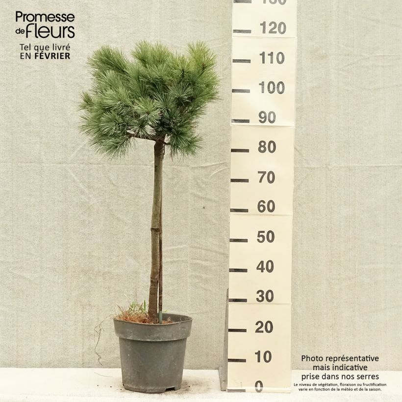 Pin de Weymouth nain - Pinus strobus Mary Butler - Pot de 7,5L/10L Ejemplar entregado en invierno