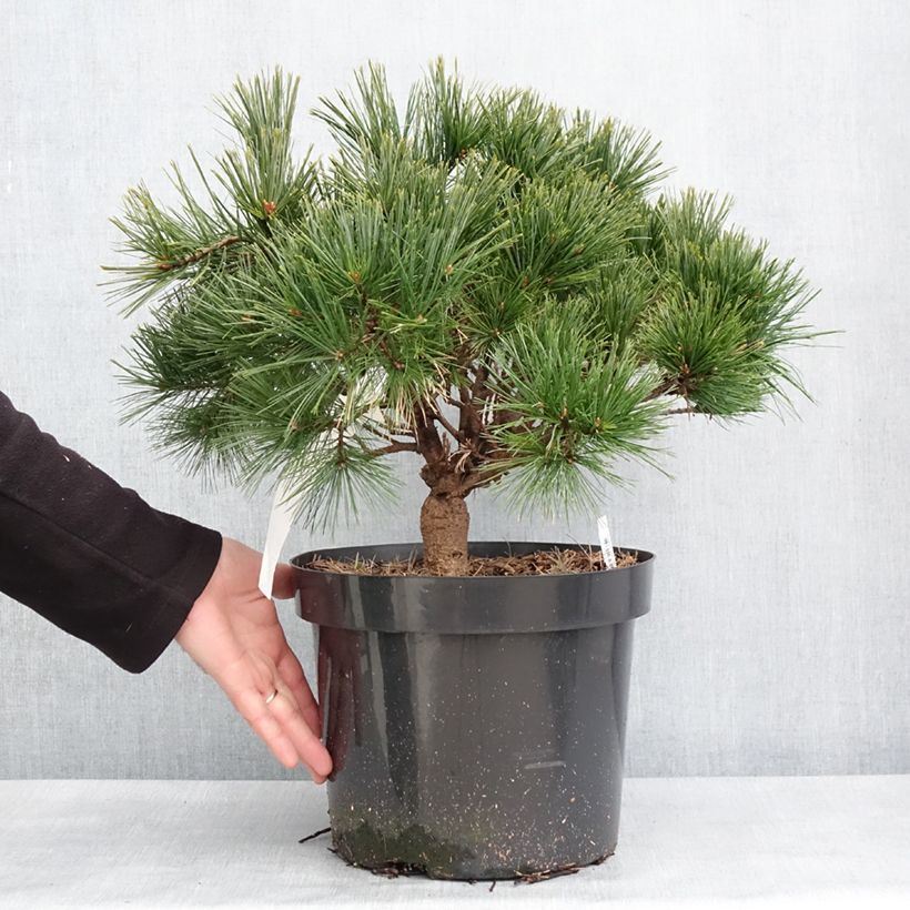 Pino de Weymouth Minuta - Pinus strobus Maceta 7,5L/10LAltura de entrega aprox. 30/40cm Ejemplar entregado en invierno