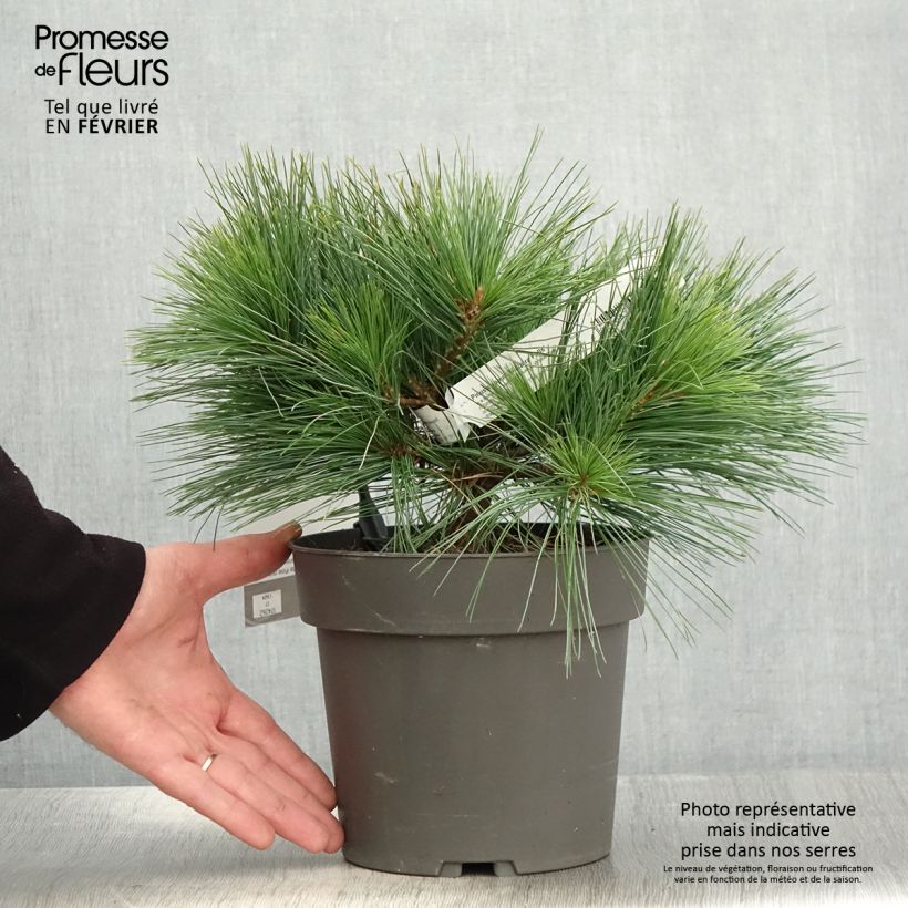 Pino de Weymouth Niagara Falls - Pinus strobus Maceta 3L/4L Ejemplar entregado en invierno