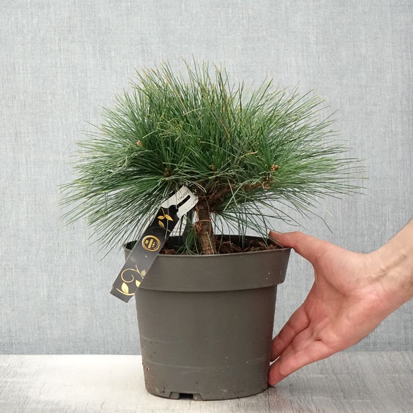 Pino de Weymouth Niagara Falls - Pinus strobus Maceta 3L/4L Ejemplar entregado en la primavera