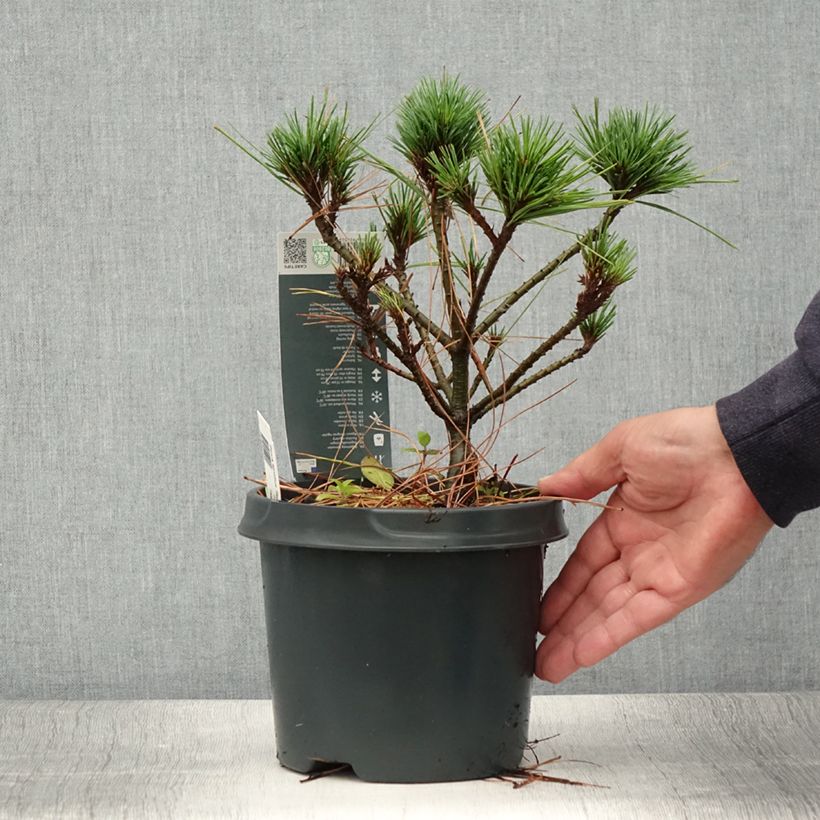 Ejemplar de Pin de Weymouth nain - Pinus strobus Radiata Pot de 3L entregado en verano