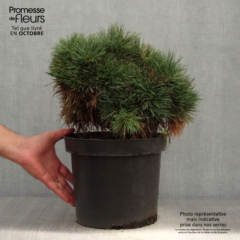 Ejemplar de Pin de Weymouth - Pinus strobus Ontario                        Pot de 7,5L/10L entregado en otoño