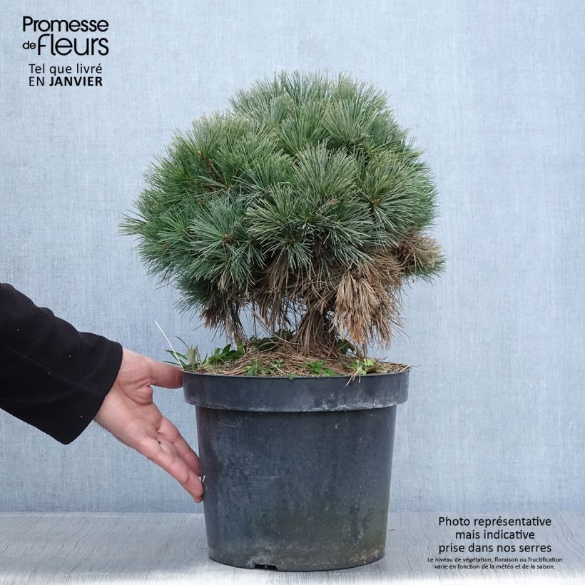 Pin de Weymouth - Pinus strobus Ontario                        Pot de 7,5L/10L Ejemplar entregado en invierno