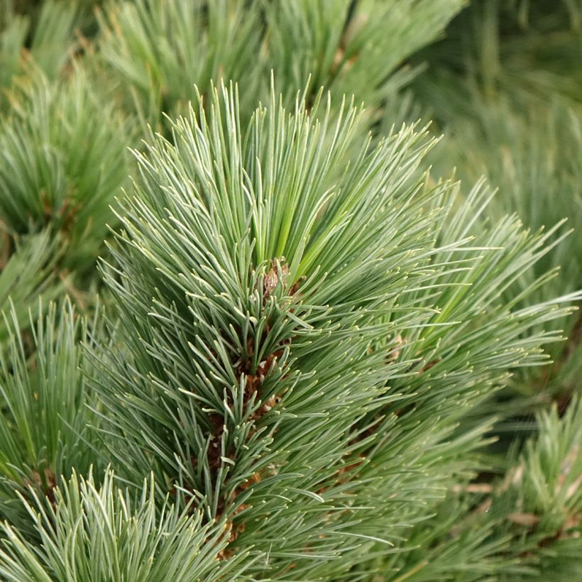 Pino de Weymouth Secrest - Pinus strobus (Follaje)