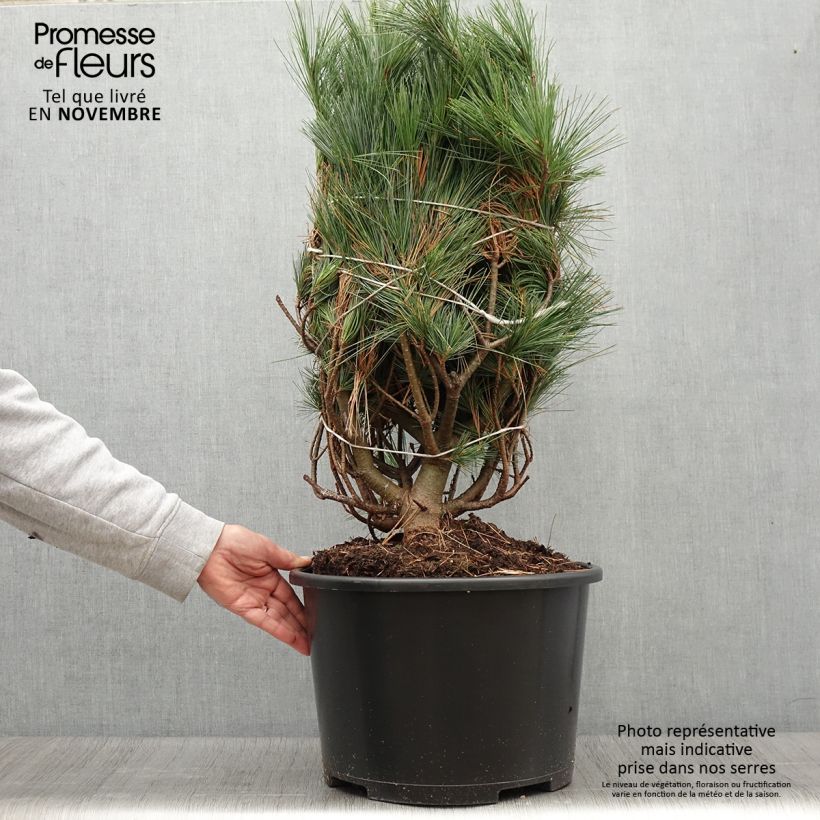 Ejemplar de Pin de Weymouth - Pinus strobus Secrest - Pot 15L entregado en otoño