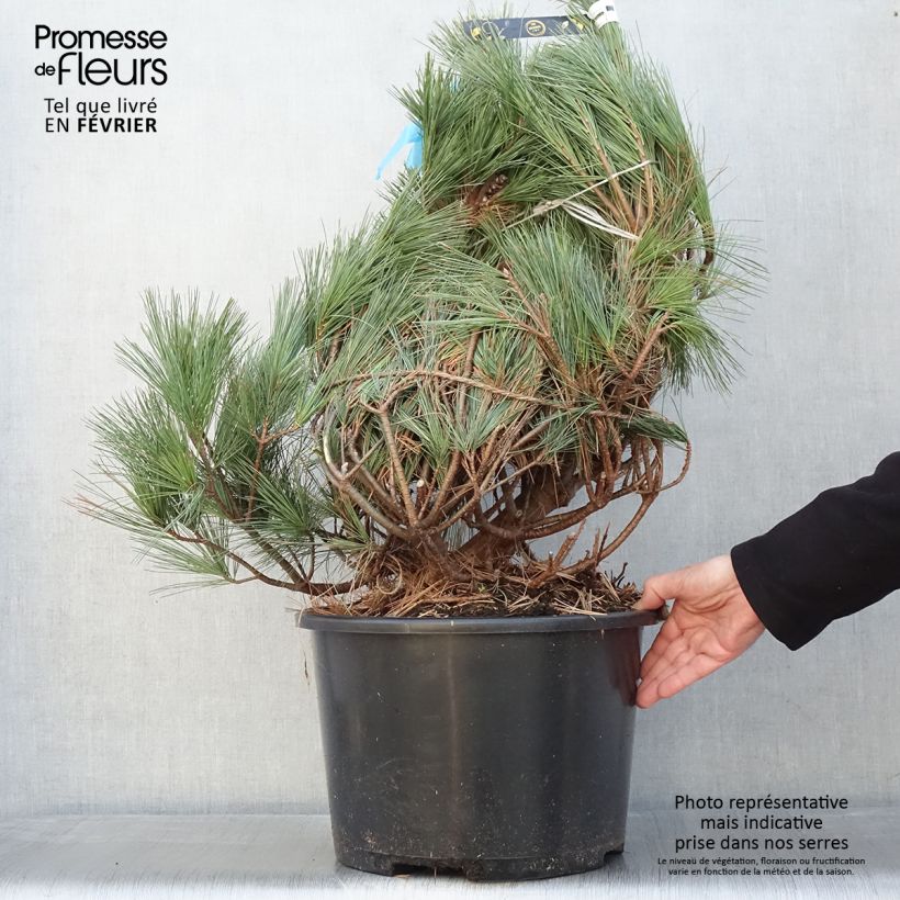 Pin de Weymouth - Pinus strobus Secrest - Pot  Ejemplar entregado en invierno