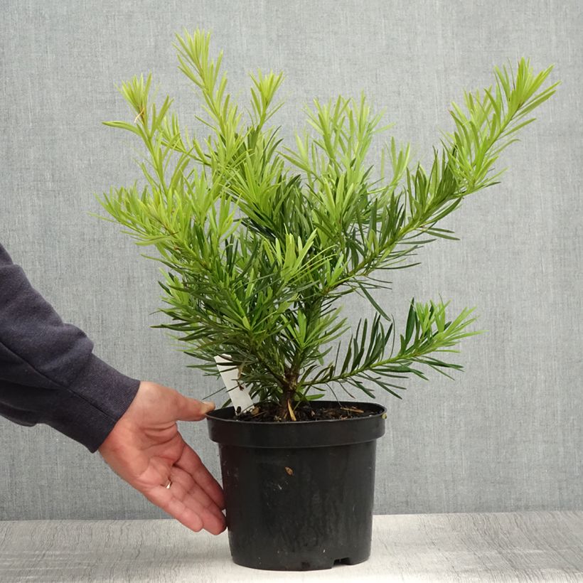 Ejemplar de Podocarpus macrophyllus - Mañíos Maceta 2L/3LAltura de entrega aprox. 20/25cm entregado en verano