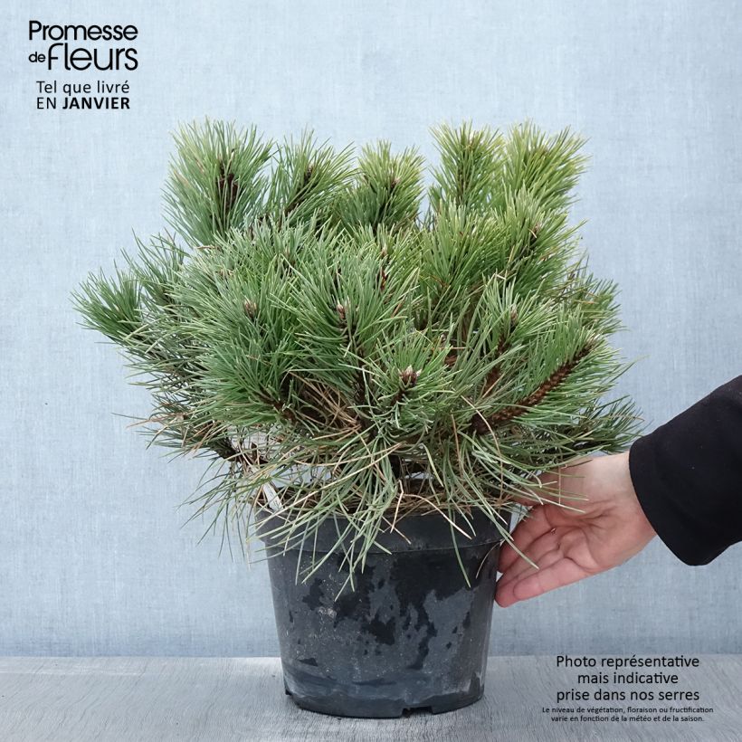 Pin noir nain - Pinus nigra Nana en pot de 4L/5L Ejemplar entregado en invierno