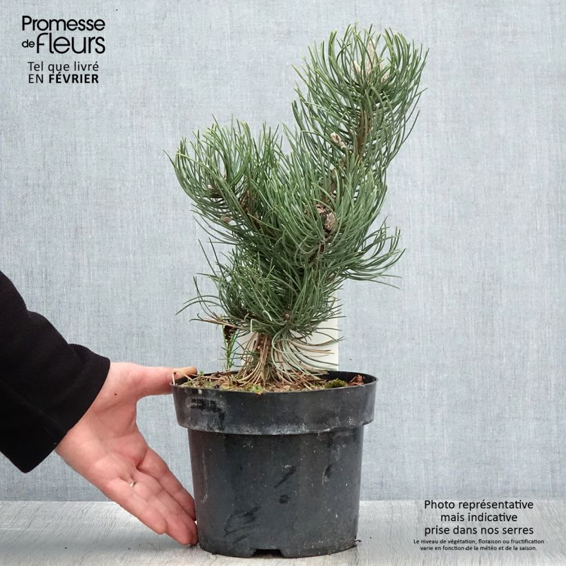 Pin noir - Pinus nigra Oregon Green en pot de 2L/3L Ejemplar entregado en invierno