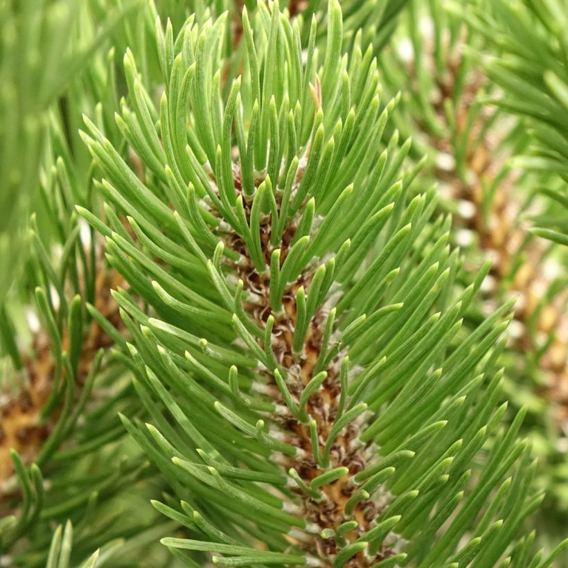 Pino laricio Oregon Green - Pinus nigra (Follaje)