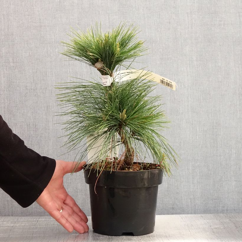 Pinus schwerinii Wiethorst Maceta 2L/3LAltura de entrega aprox. 20/25cm Ejemplar entregado en la primavera