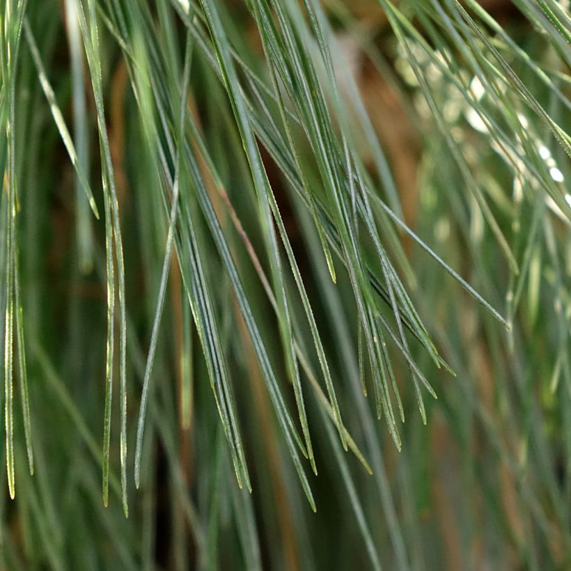 Pinus schwerinii Wiethorst (Follaje)