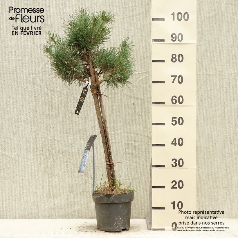 Pin sylvestre nain - Pinus sylvestris Chantry Blue - Pot  Ejemplar entregado en invierno