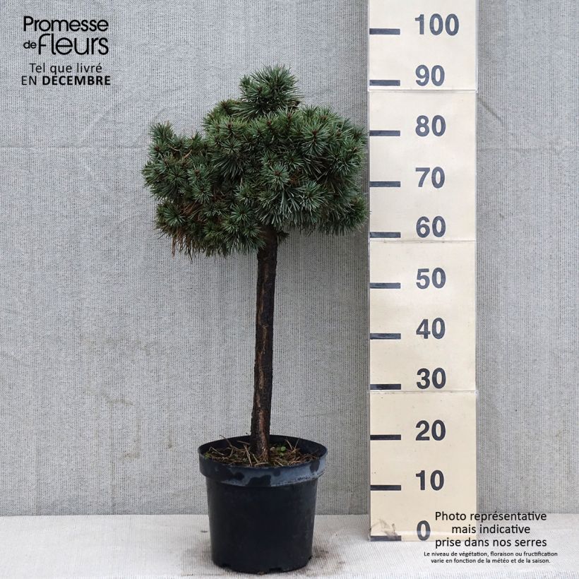 Ejemplar de Pin sylvestre nain - Pinus sylvestris Doone Valley Pot de 7,5L/10L entregado en otoño