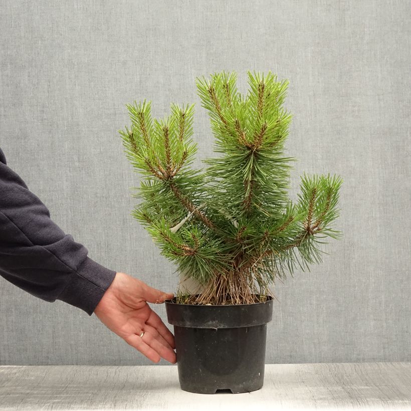 Ejemplar de Pino rojo japonés Jane Kluis - Pinus densiflora Maceta 2L/3LAltura de entrega aprox. 15/20cm entregado en verano